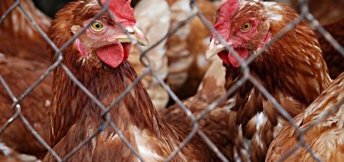 Poules