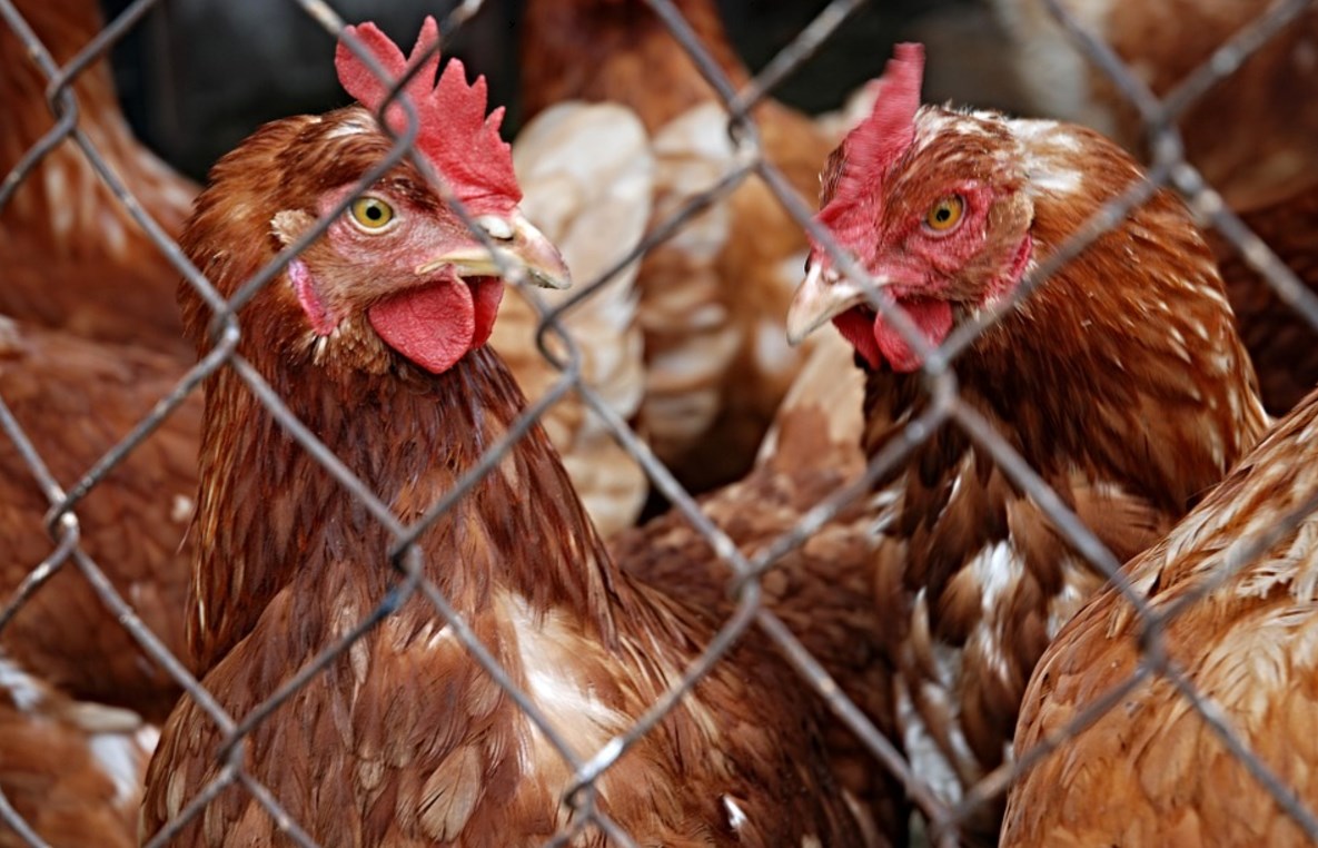 Poules