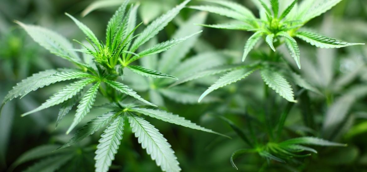 Cannabis