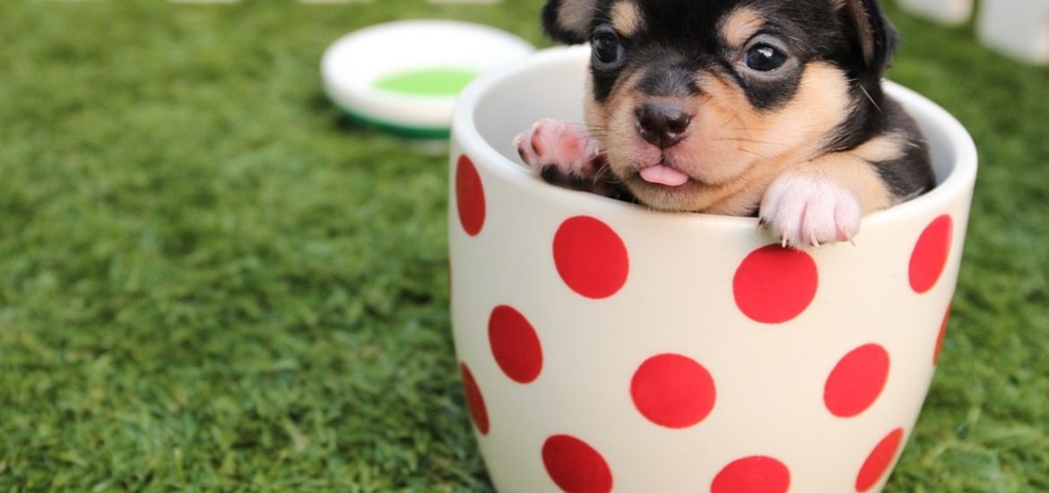 Chiot