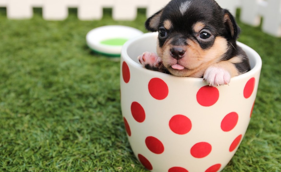 Génial, le couple Macron s’apprête à adopter un chiot à l’Élysée