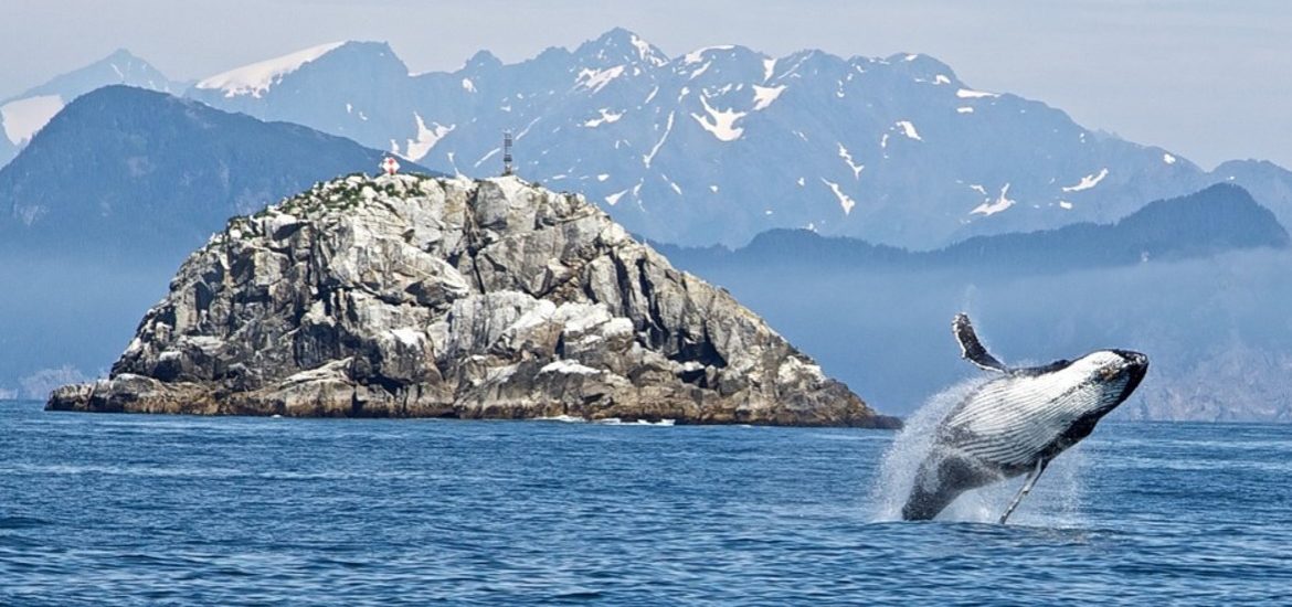 Baleine