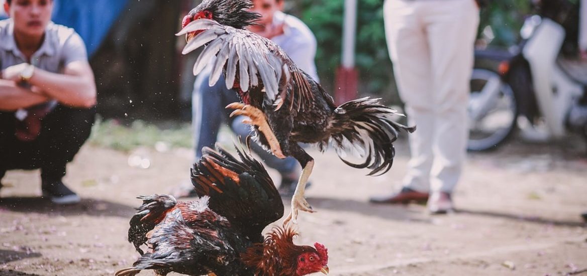 Coq