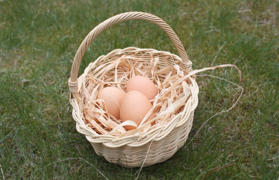 Les œufs sont bons pour la santé, mais pas ceux au fipronil !