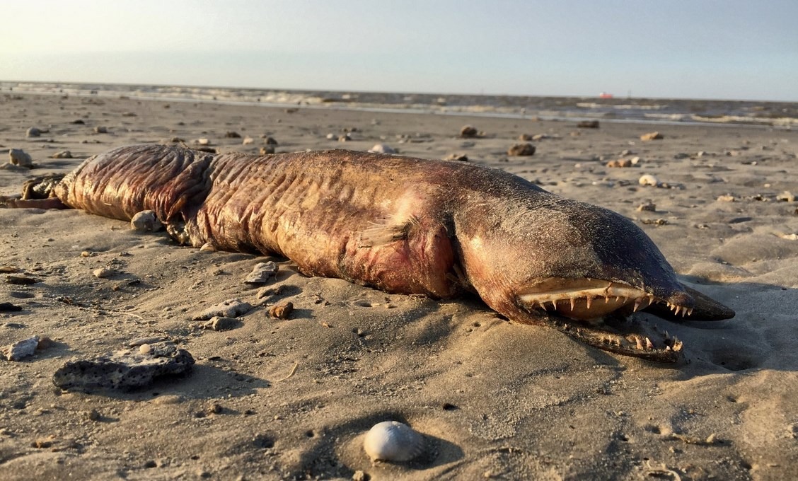 Une créature des mers assez flippante transportée par l’ouragan Harvey