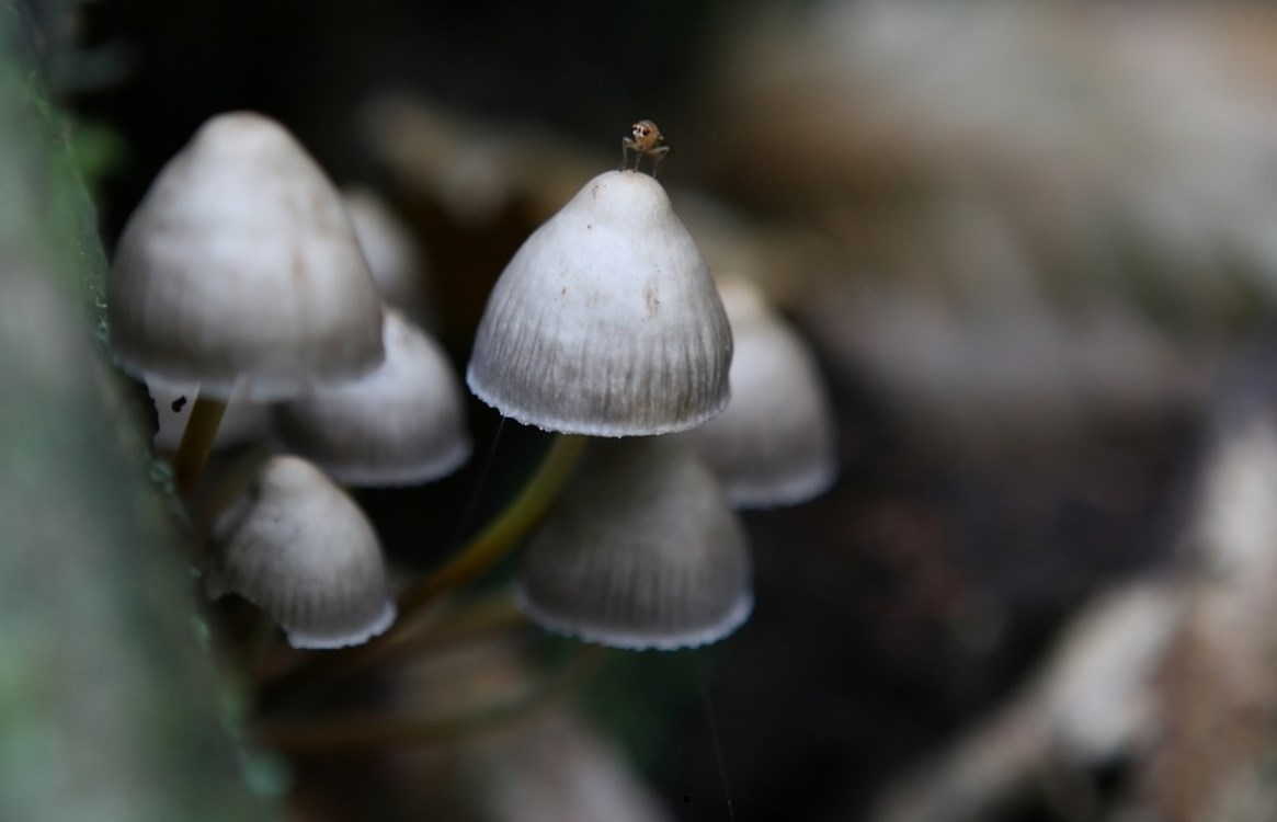 Dépression : oublie le trip avec des champignons hallucinogènes