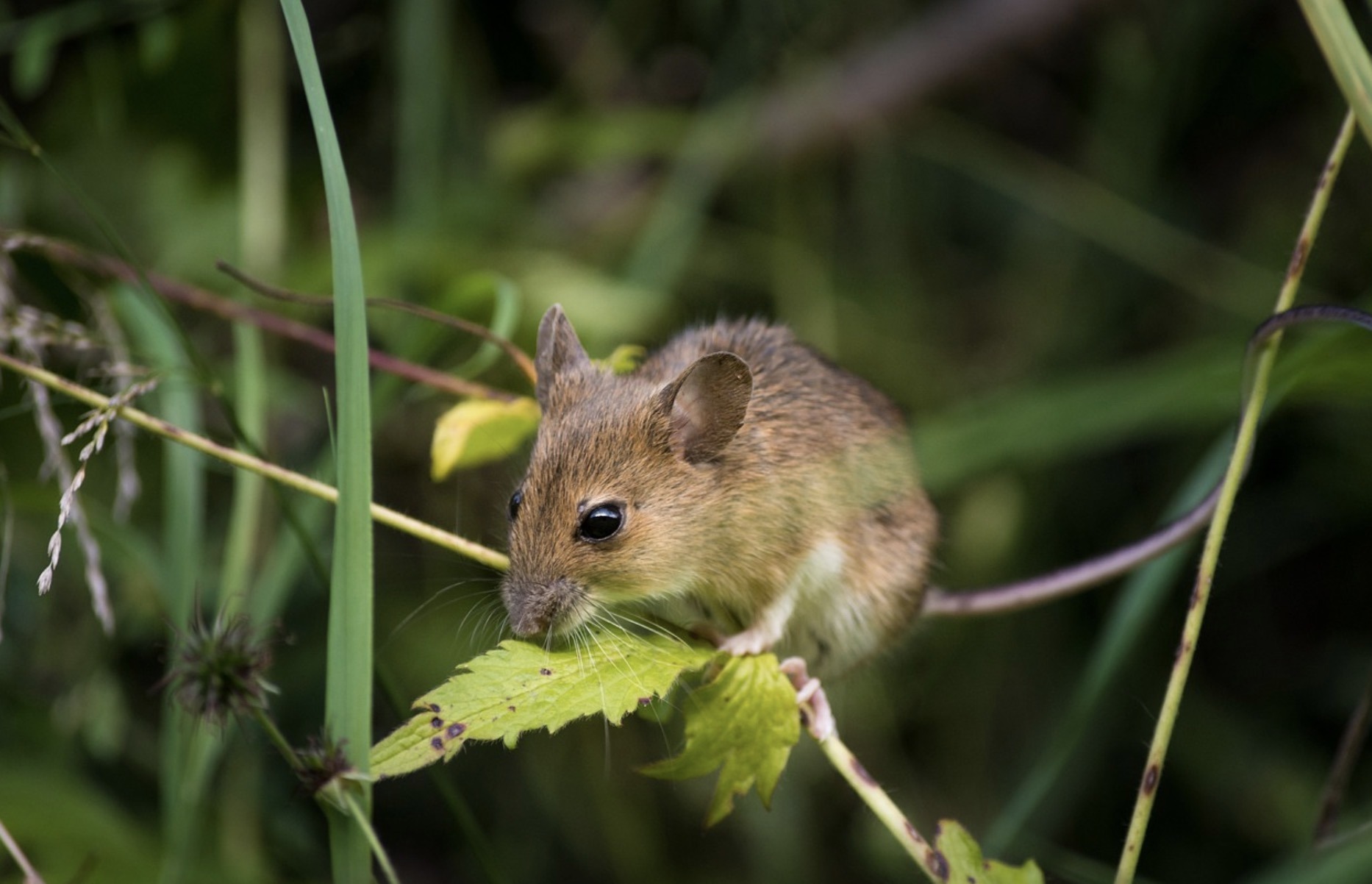 Souris