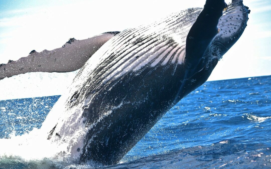 Une vidéo époustouflante d’une baleine qui recrache un nageur