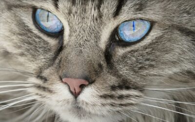 Schizophrène à cause d’un chat : une bactérie ciblée