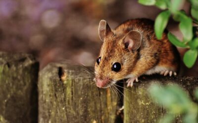 Un Coca-Cola accompagné d’une souris, une horrible découverte