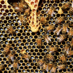 Incendie de Notre Dame de Paris : les 200 000 abeilles n’ont pas péri