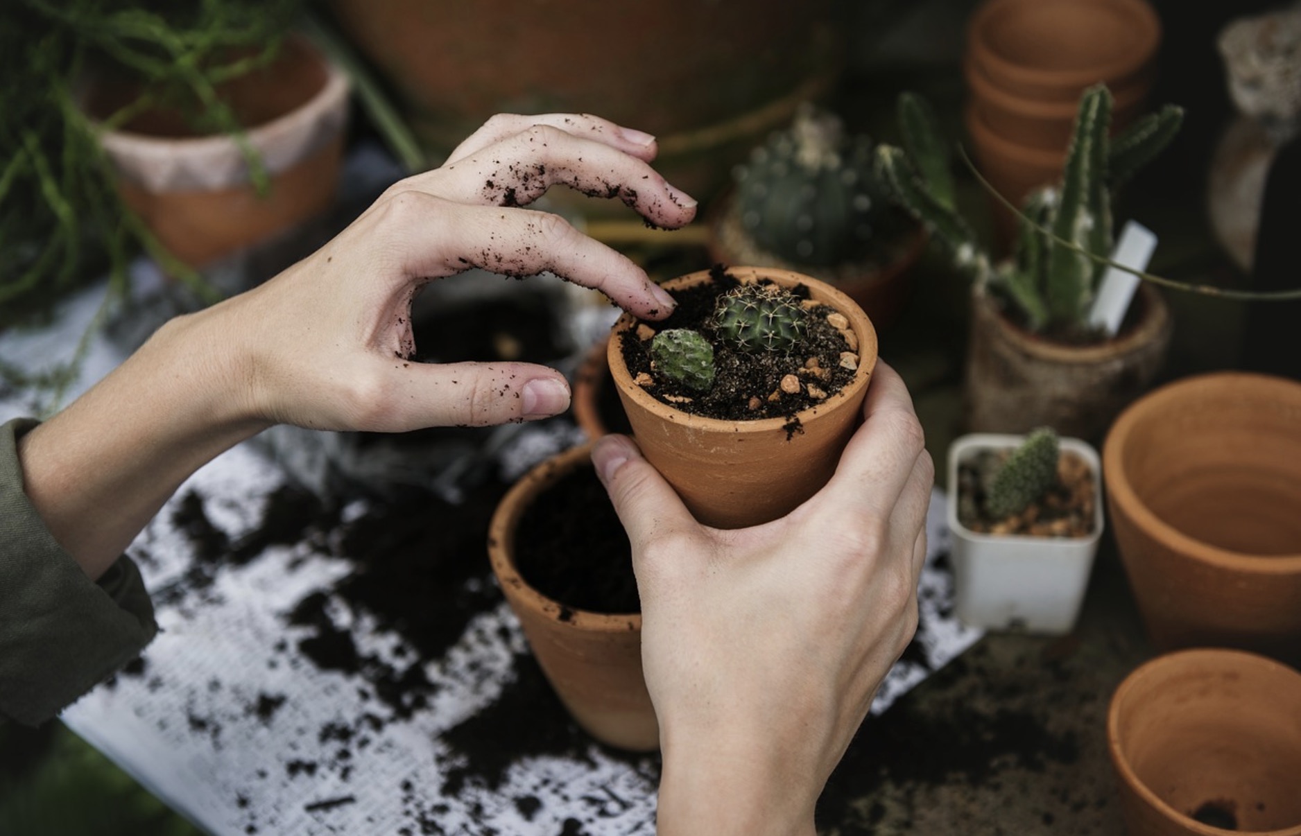 Lancez-vous dans le jardinage, une activité aussi bénéfique que le sport