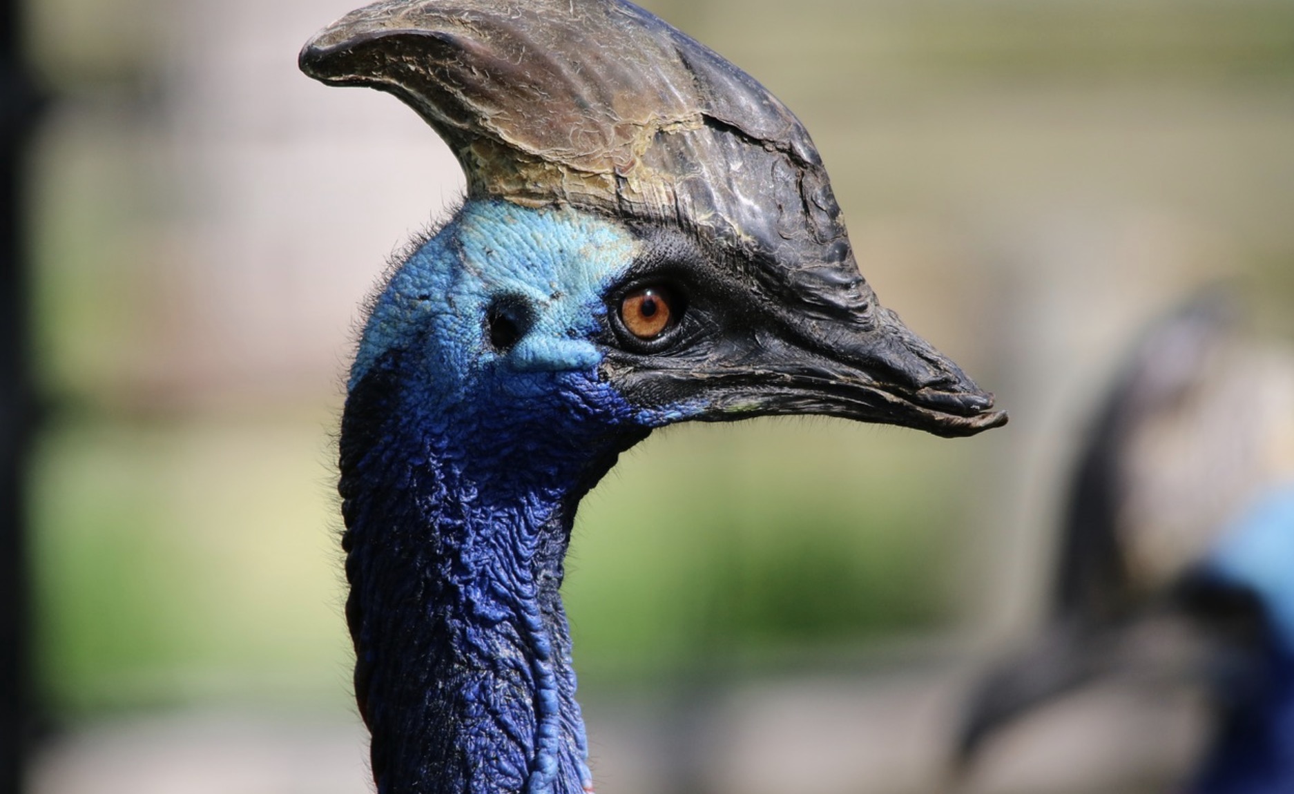 Un septuagénaire tué par l’oiseau le plus dangereux, le casoar