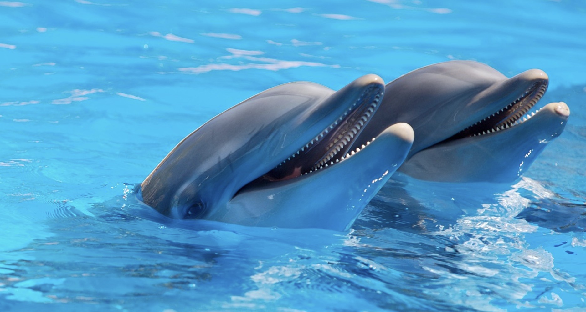 Captivité des dauphins et des baleines : le Canada dit « non » !