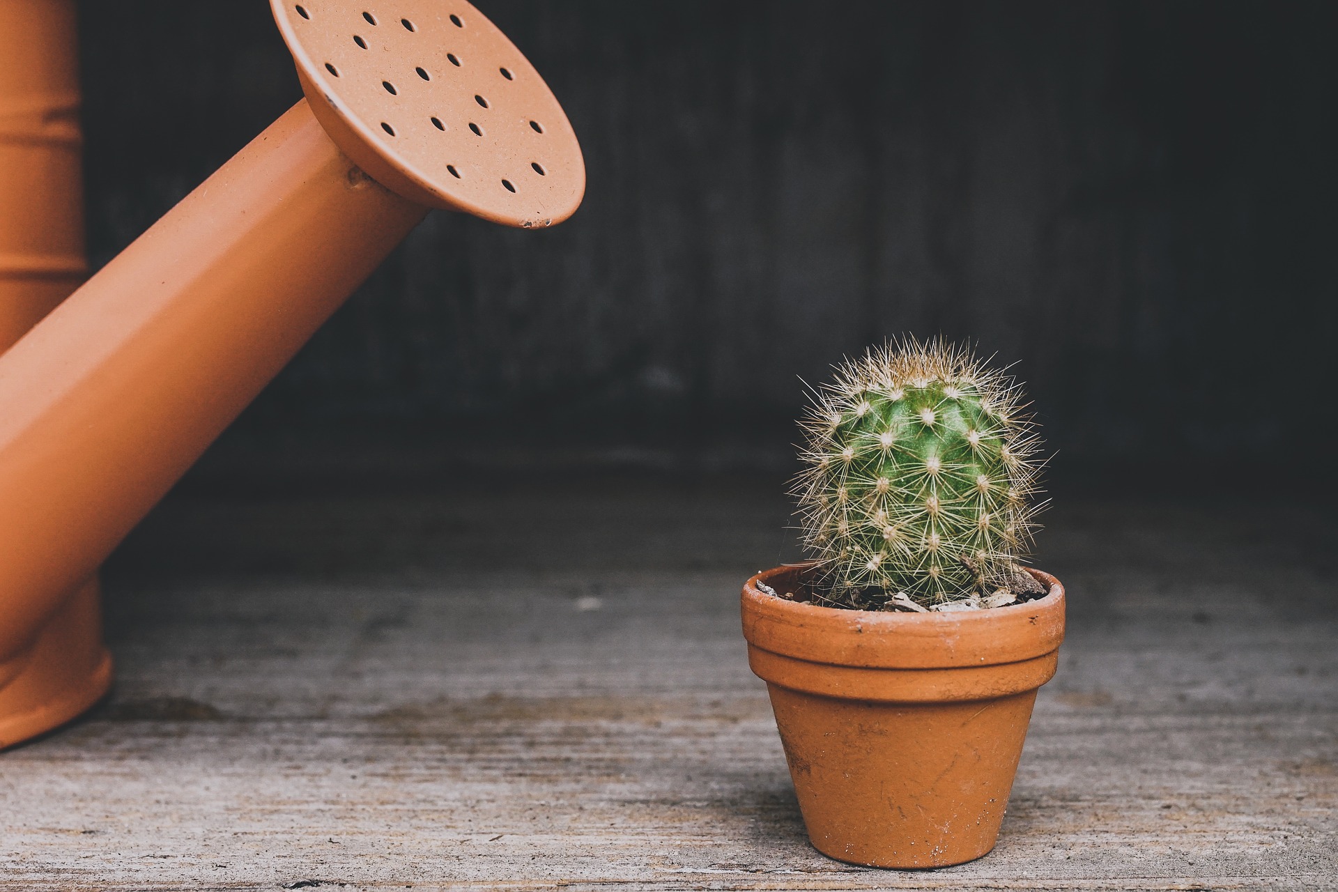 Quelles plantes choisir pour une terrasse ensoleillée ?