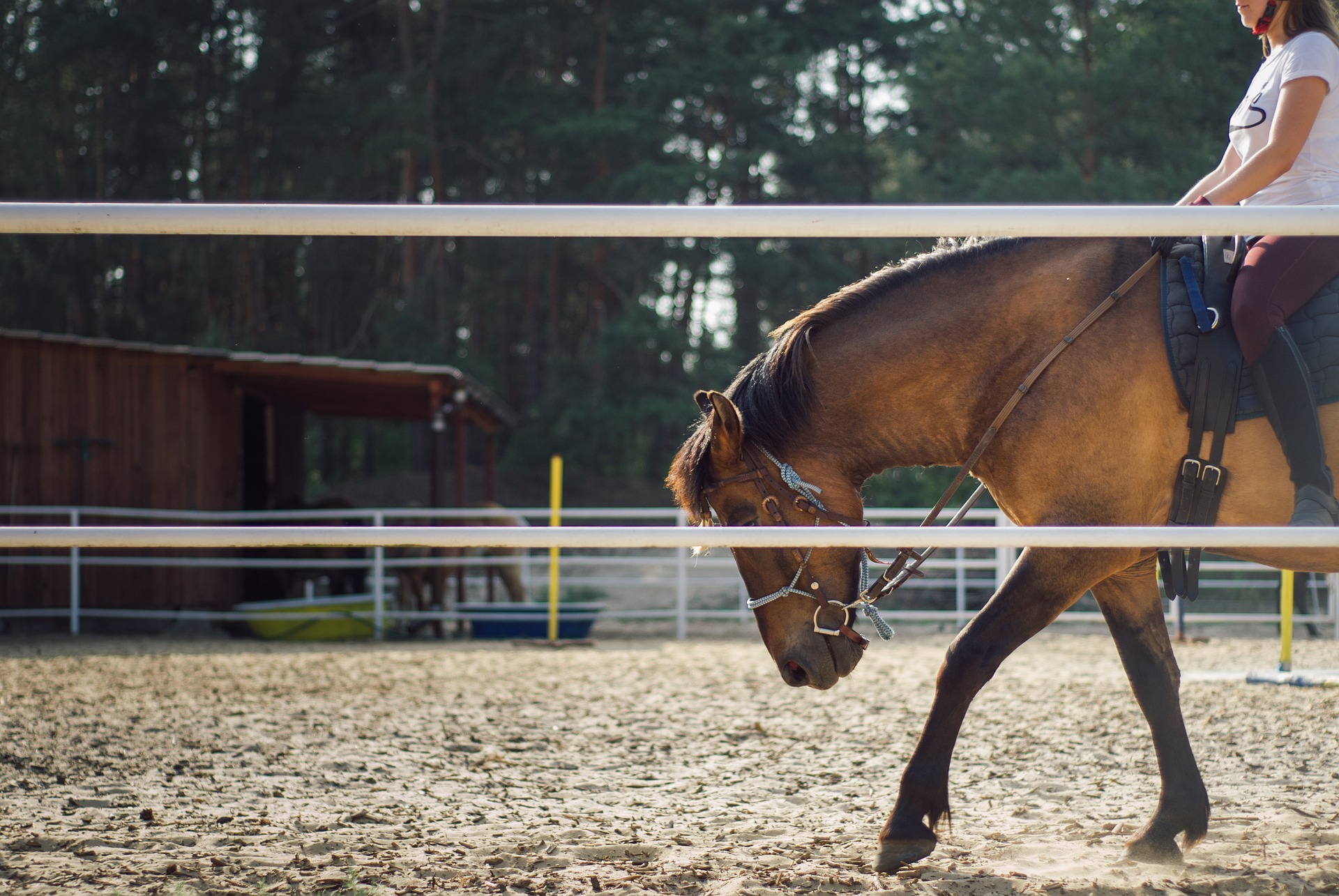 Il n’est jamais trop tard pour apprendre l’équitation !