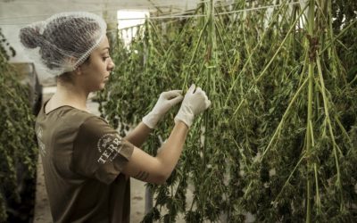 CBD un allié dans votre vie