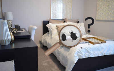 Pourquoi utiliser une huile essentielle contre les punaises de lit ?