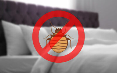 Punaises de lit : comment s’en débarrasser définitivement ?