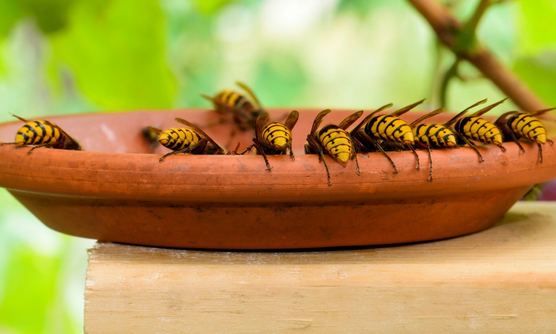 plusieurs frelons dans un jardin